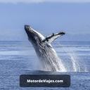 7 consejos para la observación de ballenas en la costa de Oregon