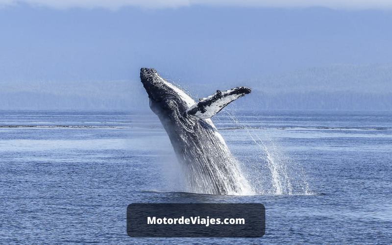 7 consejos para la observación de ballenas en la costa de Oregon