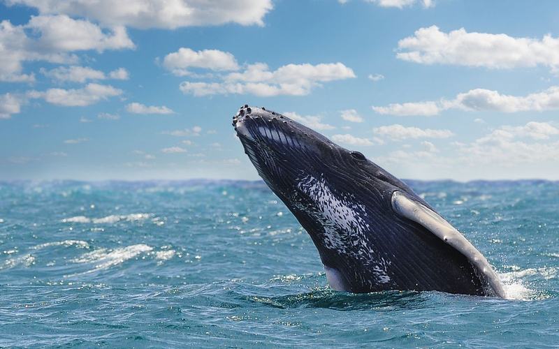 Avistamiento de ballenas en República Dominicana: Manual para exploradores