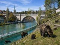 Bear Park Berna: descubre el hogar de los emblemáticos osos de la capital suiza