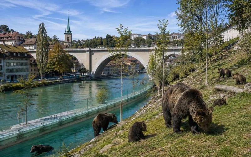 Bear Park Berna: descubre el hogar de los emblemáticos osos de la capital suiza