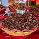 Chapulines Saltamontes Fritos de Oaxaca