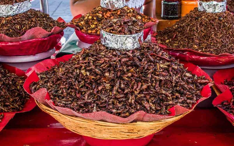 Chapulines Saltamontes Fritos de Oaxaca