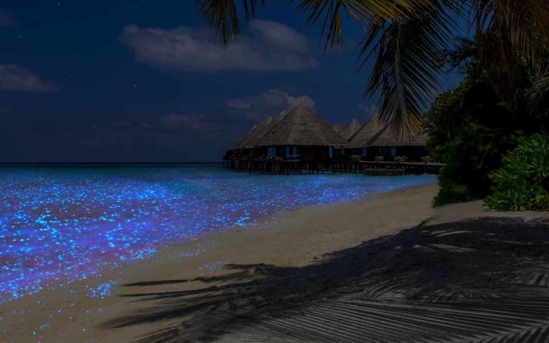 Conoce el Mar de las Estrellas en la Isla de Vadhoo