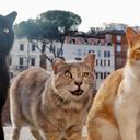 Conoce el santuario de gatos en Roma, un refugio en pleno corazón histórico