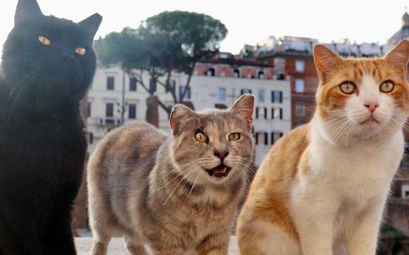 Conoce el santuario de gatos en Roma, un refugio en pleno corazón histórico
