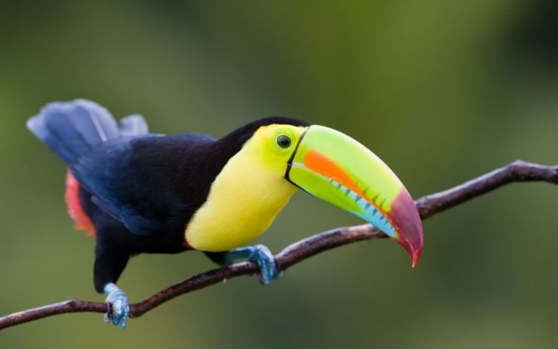 Conoce estas 7 Especies de Aves Tropicales en Costa Rica
