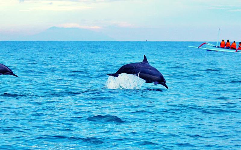 6 Consejos para Remar en kayak al lado de los delfines en Alabama