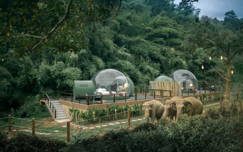 Convive con Elefantes en el Triángulo Dorado de Tailandia