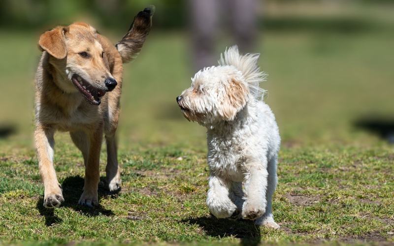 ¿Cuánto cuesta volar con mi mascota?