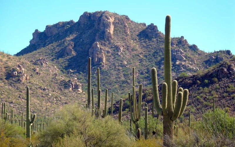 Descubriendo el Parque Nacional Saguaro: Información esencial previa a tu visita