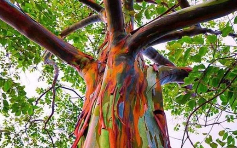 Dónde encontrar árboles arcoíris de eucalipto de Filipinas