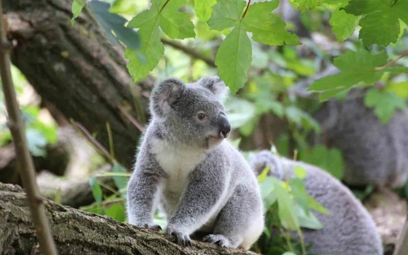 Las mejores experiencias con animales en Australia