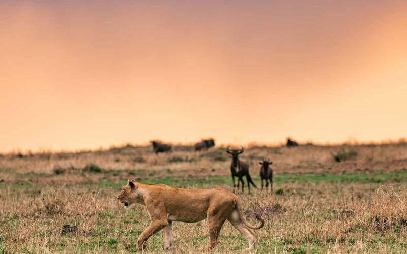 Cómo funcionan las reservas naturales en las que se puede cazar