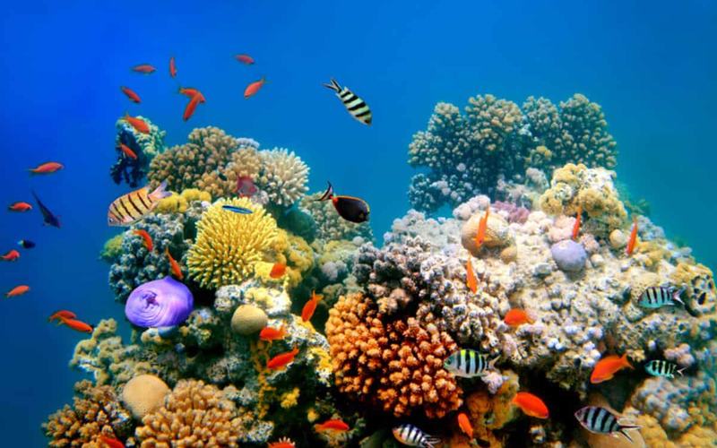Gran Barrera de Coral Vs Barrera de arrecife de Belice: Diferencias clave que debe conocer