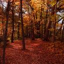 12 Hermosos Lugares para ver los Colores del Otoño en Nuevo México