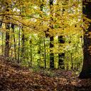 10 Imperdibles actividades para disfrutar en Connecticut durante el Otoño