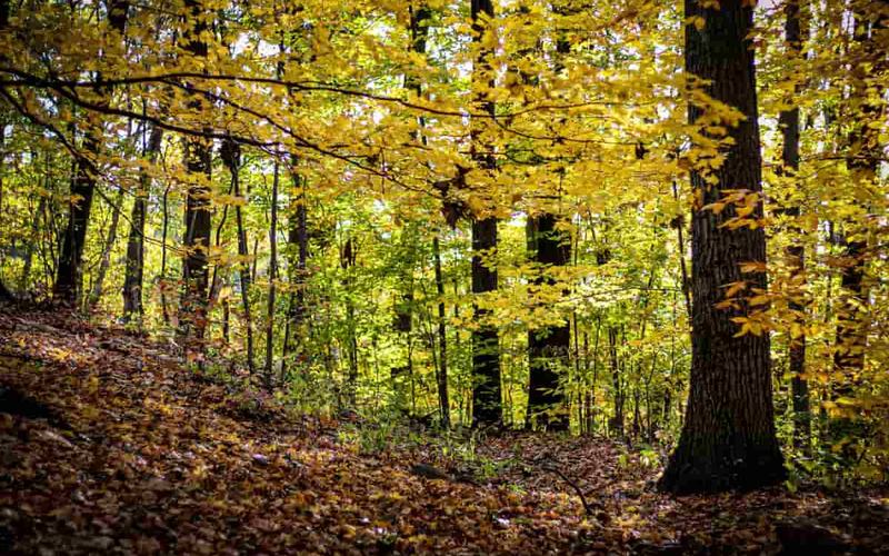 10 Imperdibles actividades para disfrutar en Connecticut durante el Otoño