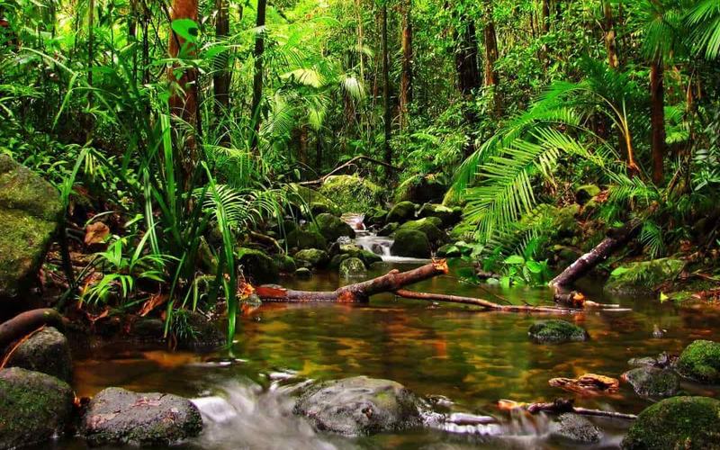 16 Increíbles aventuras en la selva tropical de Panamá