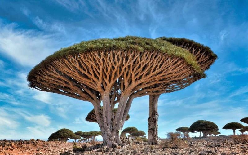 Isla de Socotra: Un Lugar Intrigante y Maravilloso