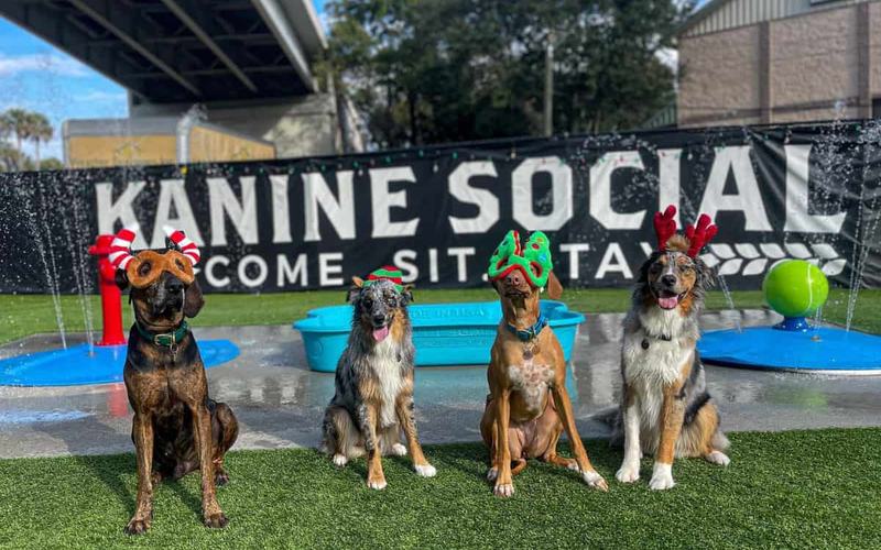 12 Maravillosos Parques para Perros en Estados Unidos