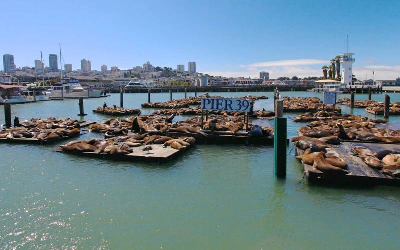 Pier 39 en San Francisco: Guía Completa