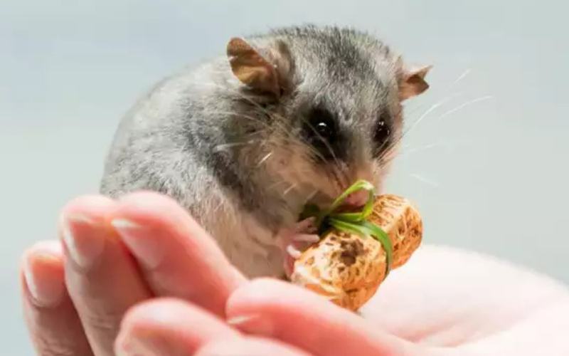 Inolvidables pijamadas en zoológicos de Australia