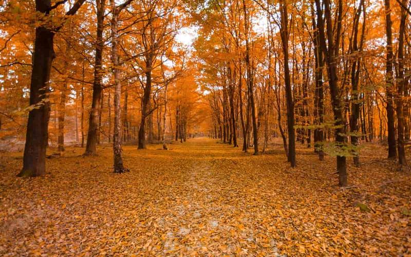 7 Planes de otoño en Alabama para toda la familia
