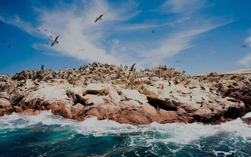 7 Razones para Visitar Paracas y las Islas Ballestas en Perú