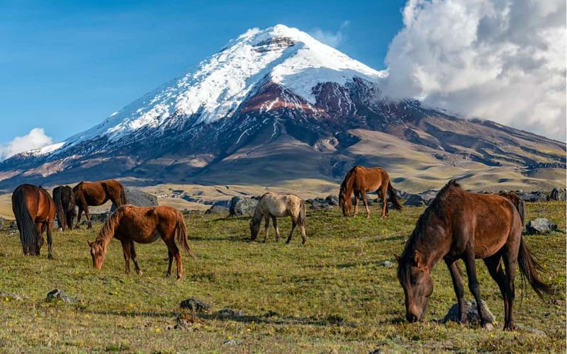 Razones para visitar el parque nacional Cotopaxi en Ecuador