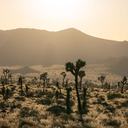14 Rutas de senderismo en el Parque Nacional Joshua Tree