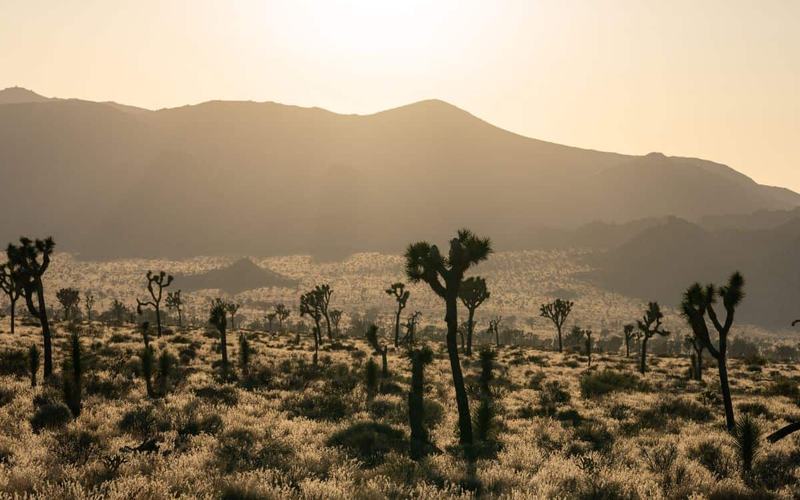 14 Rutas de senderismo en el Parque Nacional Joshua Tree