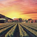 Valle de Guadalupe Región vinícola en Baja California, México