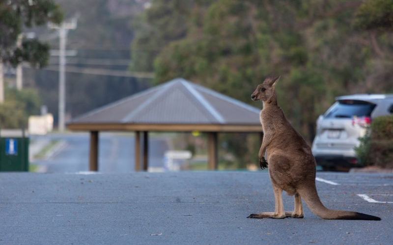 Visita Mallacoota en Australia y verás canguros saltar por la calle principal