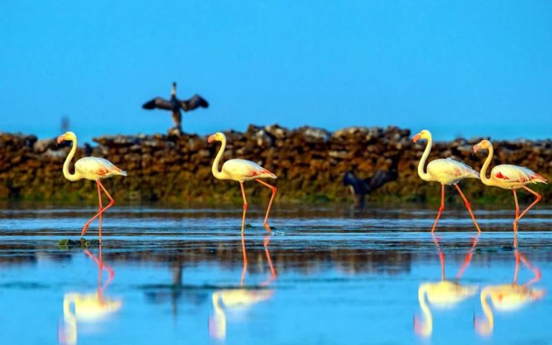 Visita las Mejores Reservas Naturales en Qatar