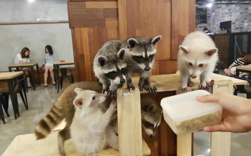 Visita los Mejores Cafés con animales en Seúl