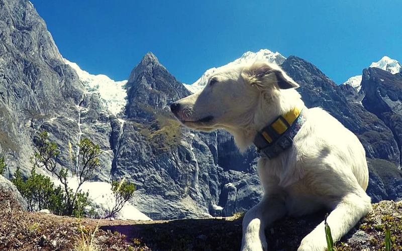 Espectaculares caminatas con perros en Phoenix