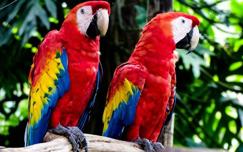 5 lugares para ser voluntario con vida silvestre en peligro de extinción en Costa Rica