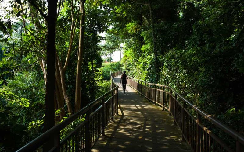 Las 4 mejores caminatas al aire libre en Singapur