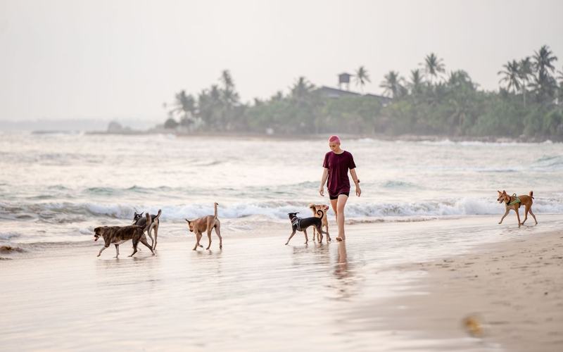 Playas de EE.UU para ir con mascota