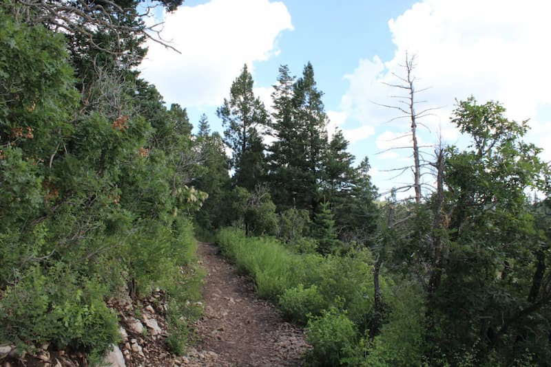 Actividades para hacer en Cloudcroft-Senderismo en Cloudcroft (1)
