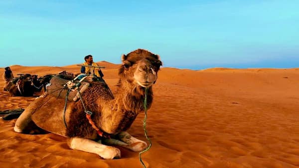 Actividades tentadoras para disfrutar en The Regency Sealine Camp