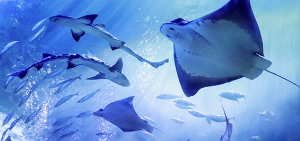 Admira la vida marina en el Acuario de la Bahía