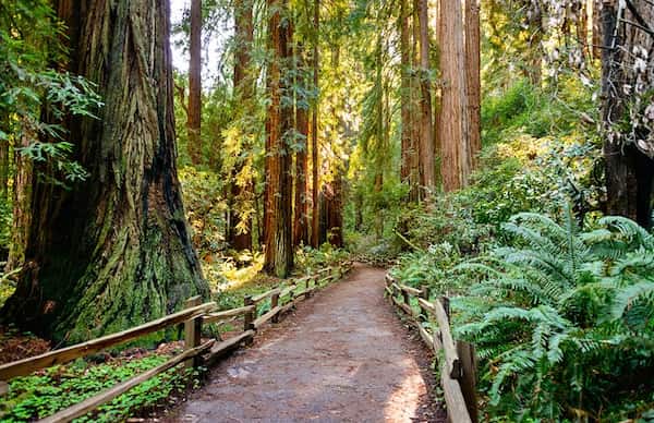 Admira las secuoyas gigantes en Muir Woods