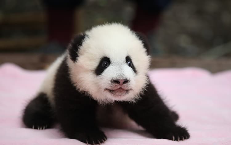 Alimenta a los pandas en la Base de Investigación de Cría de Pandas Gigantes de Chengdu