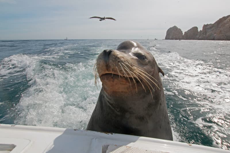 Ambiente-Todos Santos Vs Cabo San Lucas