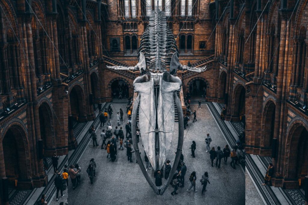 American Museum of Natural History new york interior