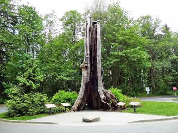 Árbol hueco-atracciones turísticas de Stanley Park