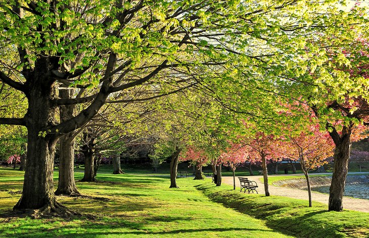Arboreto Arnold - Parques en Boston