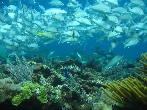 Arrecife Manchones